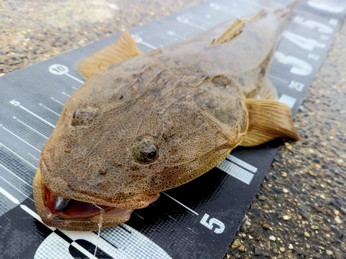 マゴチの釣果