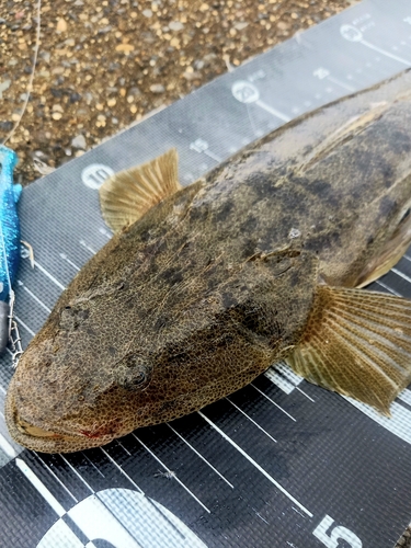 マゴチの釣果