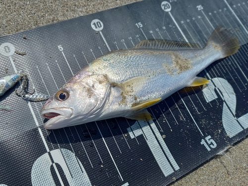 ニベの釣果