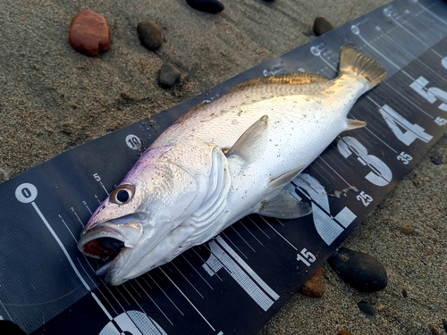 ニベの釣果