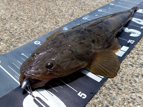 マゴチの釣果