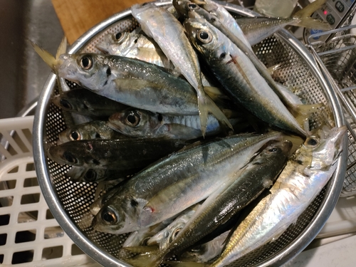 アジの釣果