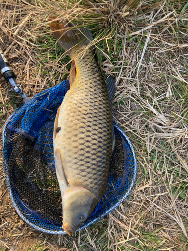 コイの釣果