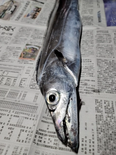 タチウオの釣果