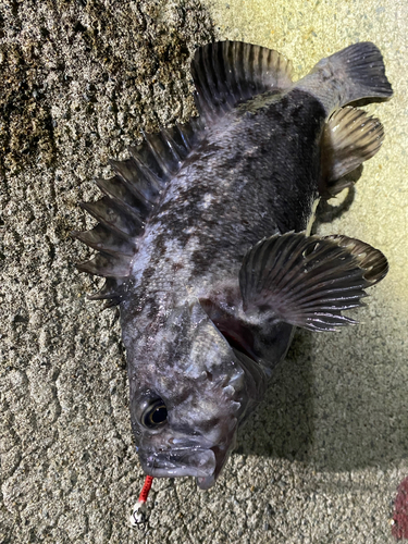 ソイの釣果