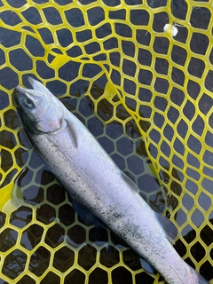 ニジマスの釣果