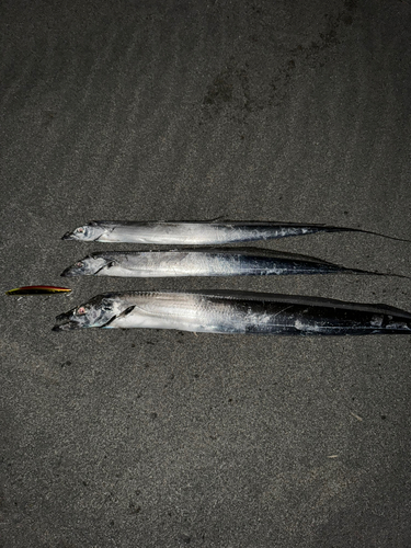 タチウオの釣果