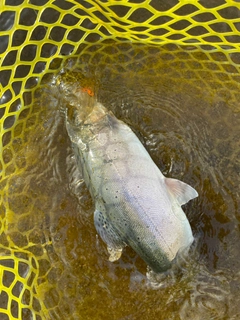 ニジマスの釣果