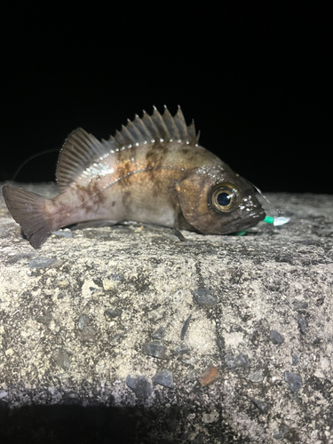 メバルの釣果