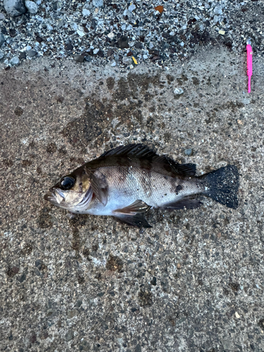 メバルの釣果