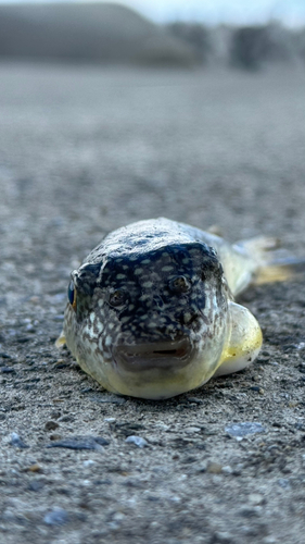 フグの釣果