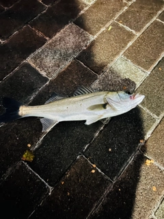 セイゴ（マルスズキ）の釣果