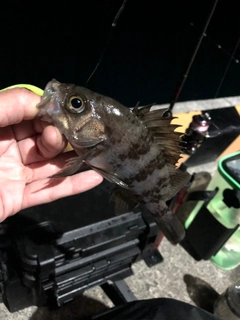 メバルの釣果