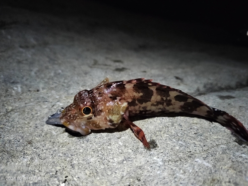 カサゴの釣果