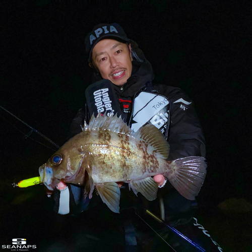 シロメバルの釣果