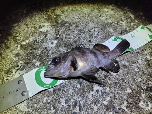 シロメバルの釣果