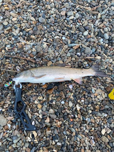 ウグイの釣果