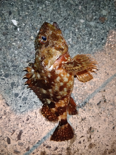 カサゴの釣果