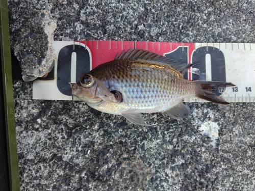 スズメダイの釣果