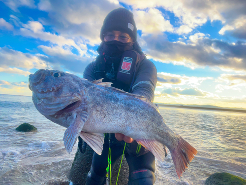 クロソイの釣果