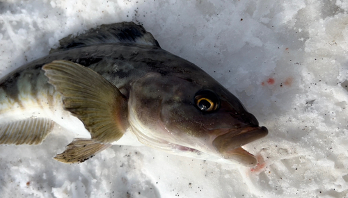 ホッケの釣果