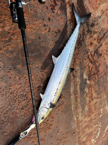 サワラの釣果