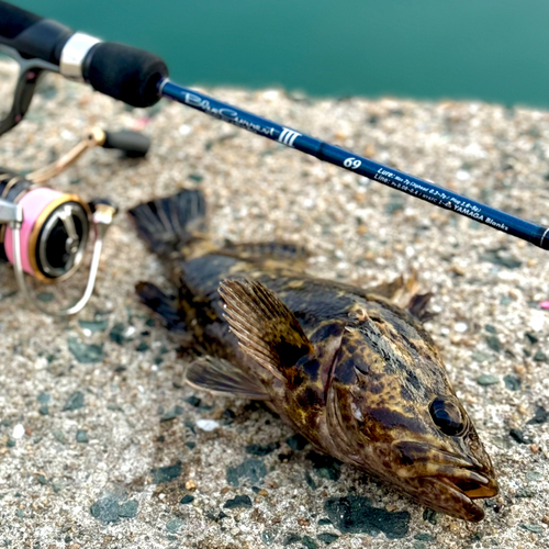 タケノコメバルの釣果