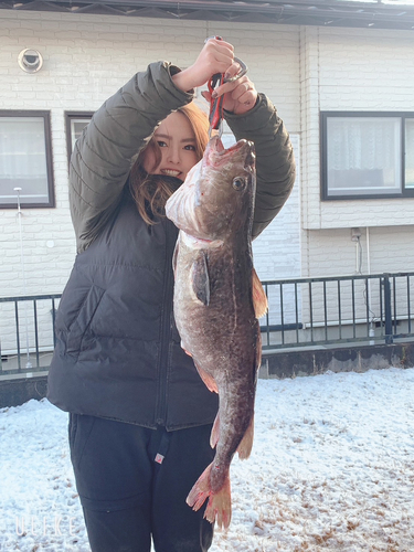 タラの釣果