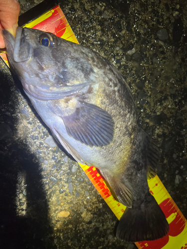 クロソイの釣果