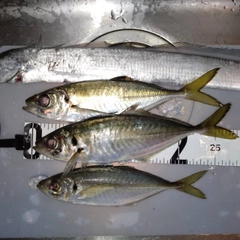 アジの釣果