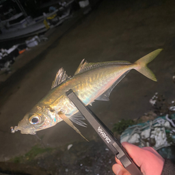 田舎の中学生の釣果