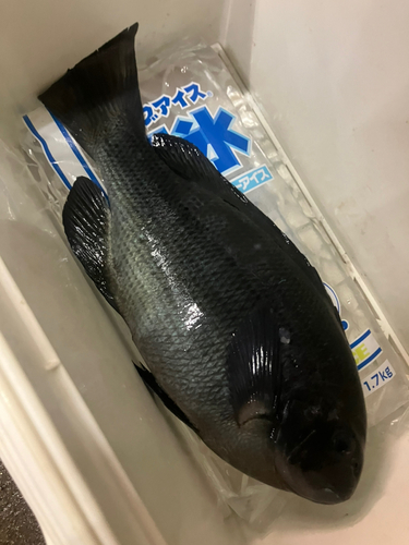 メジナの釣果