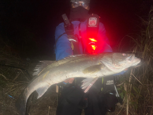 スズキの釣果