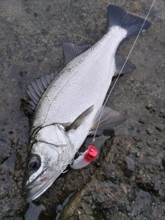 ヒラスズキの釣果