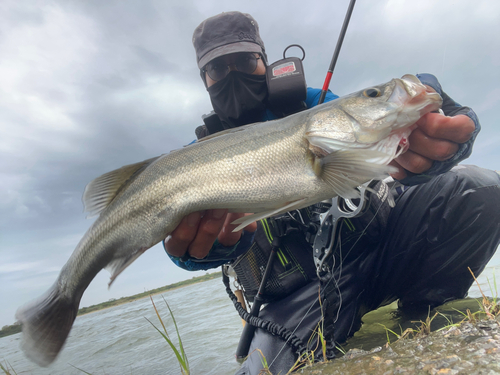 スズキの釣果