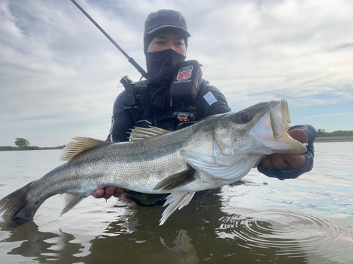 スズキの釣果