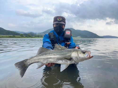 スズキの釣果