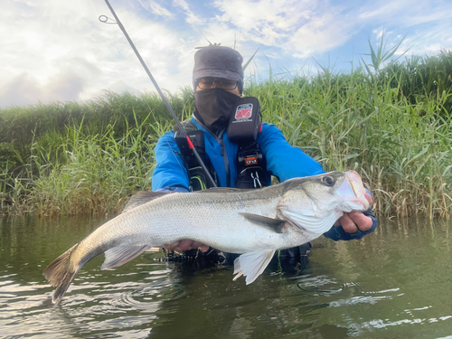 スズキの釣果