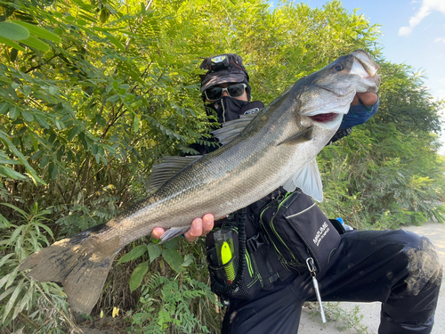 スズキの釣果