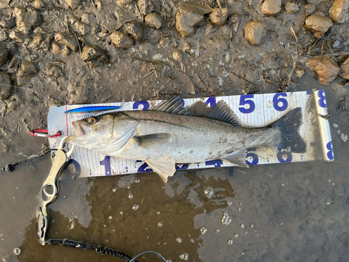 スズキの釣果