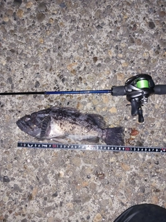 クロソイの釣果