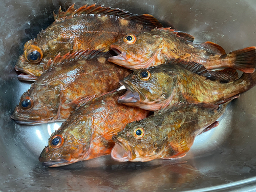 カサゴの釣果