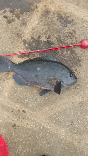 メジナの釣果