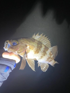 クロメバルの釣果