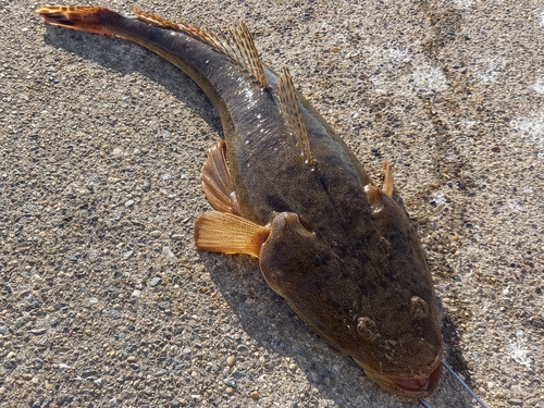 マゴチの釣果