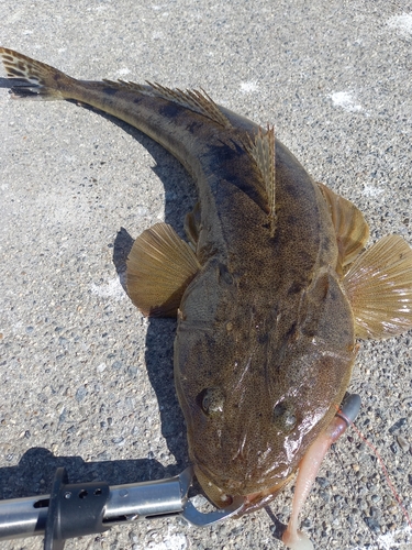 マゴチの釣果