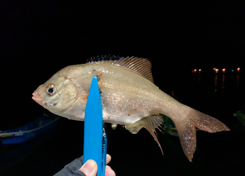 タナゴの釣果