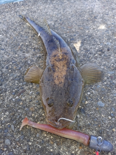 マゴチの釣果