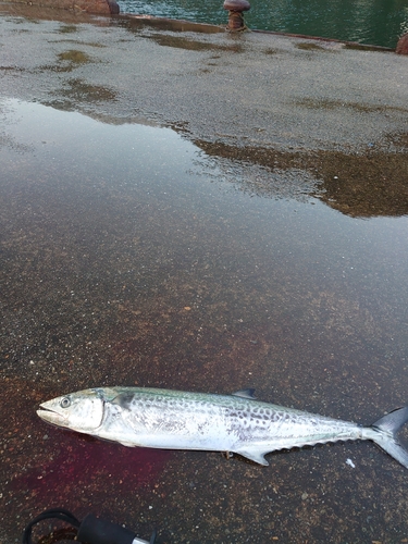 サゴシの釣果