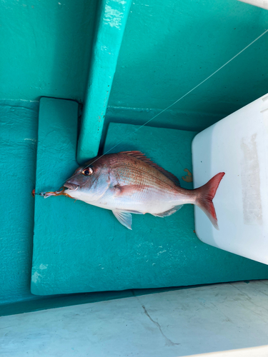 マダイの釣果